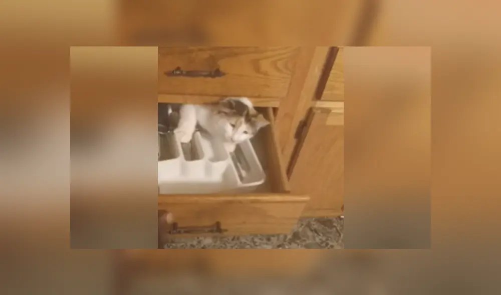 Desliza a la izquierda para ver más fotos de la divertida escena entre el travieso gato y su dueño que se hizo viral en Facebook. (Foto: captura)