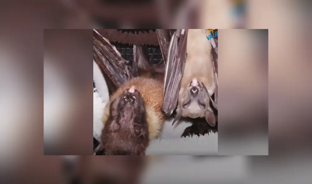 El pequeño animal fue criado por un grupo de rescatista al ser rechazado por su madre. Foto: El Dodo /  Facebook