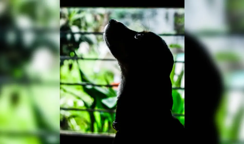 Mascota Los Olivos Mascota Los Olivos