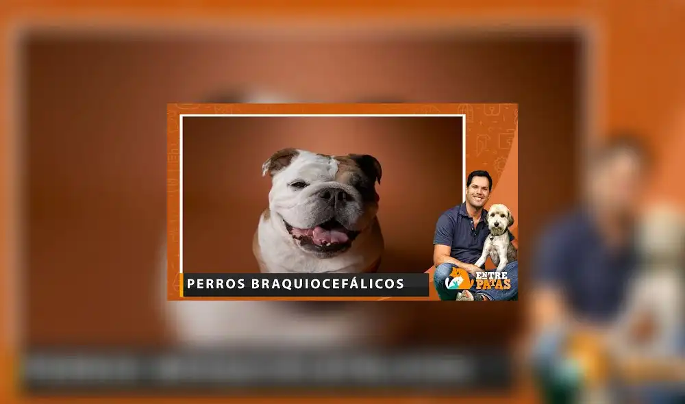 Aprende a prevenir los problemas respiratorios en los perros braquiocefálicos - Entre Patas