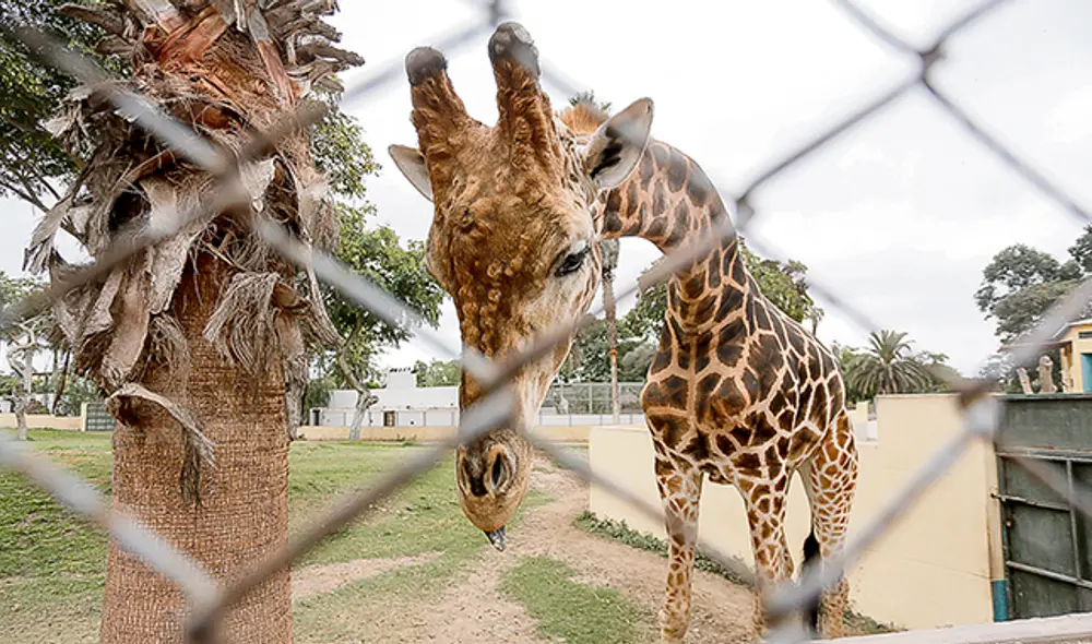 Domingo. La jirafa macho del parque y los otros 1.300 animales necesitan alimentación de todo tipo.