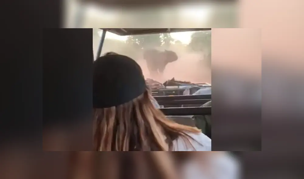 elefante embiste auto sudáfrica elefante embiste auto sudáfrica