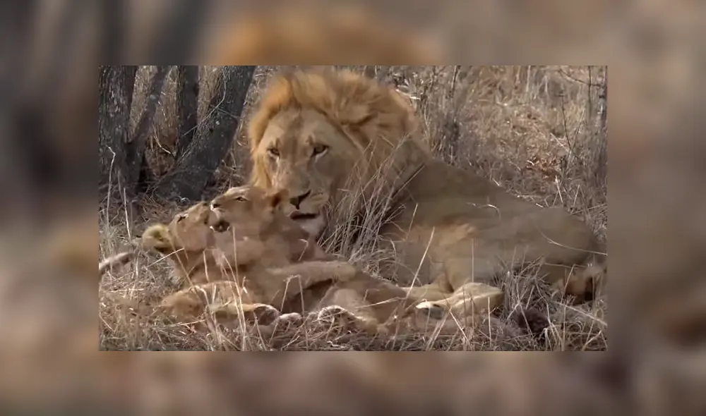 El video que compartió una turista en Facebook muestra una curiosa escena de una manada de leones. El video que compartió una turista en Facebook muestra una curiosa escena de una manada de leones.