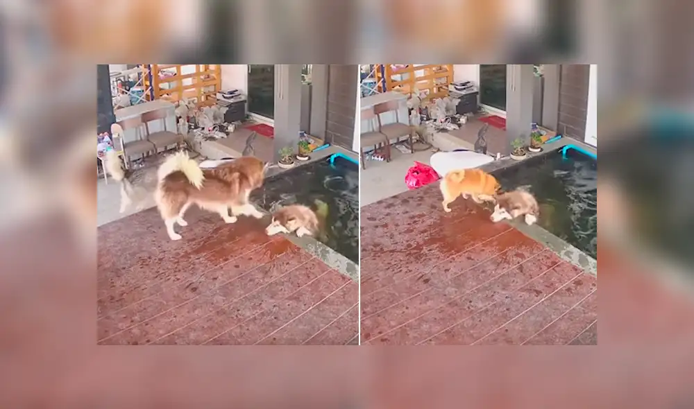 YouTube viral: perro hace lo imposible para salvar su vida, luego de caer a un estanque de agua [VIDEO]