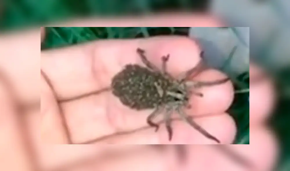 Facebook viral: graban a enorme tarántula llevando a sus cientos de crías a su nido [VIDEO]