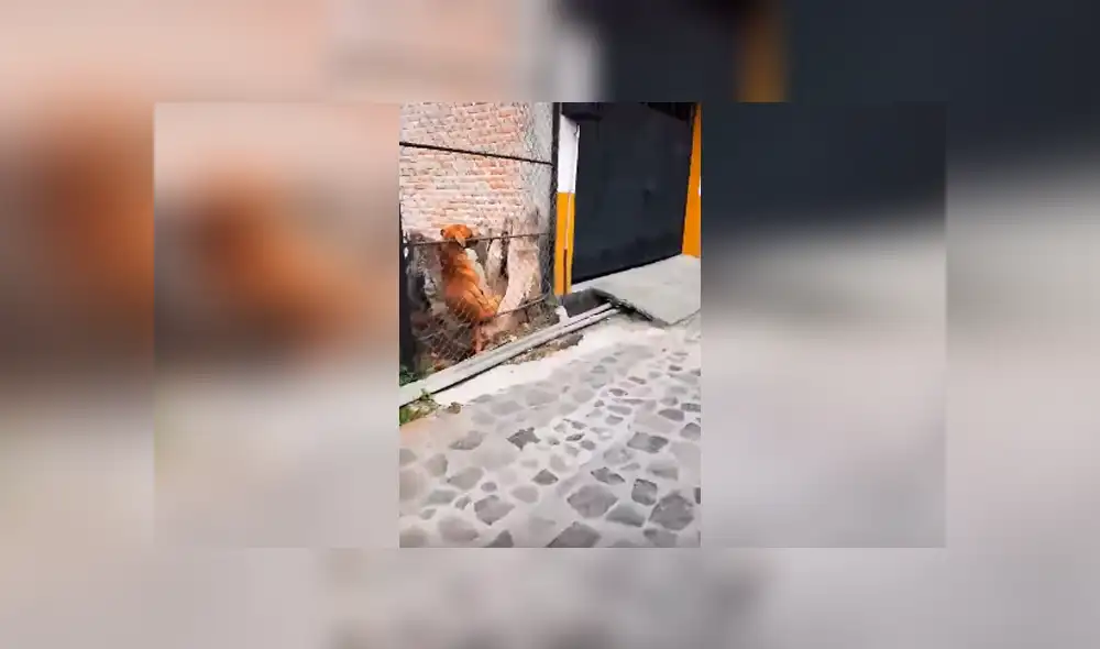 Desliza las imágenes para observar el inesperado comportamiento de un perro al notar la presencia de un joven. Desliza las imágenes para observar el inesperado comportamiento de un perro al notar la presencia de un joven.