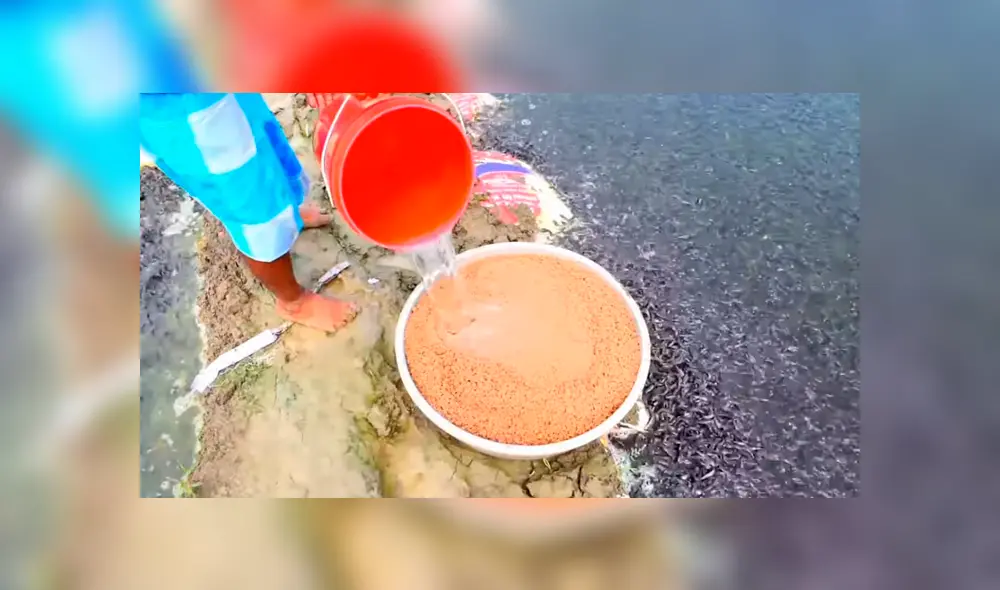 YouTube viral: arroja alimento a misterioso lago y miles de hambrientas criaturas surgen para devorarlo