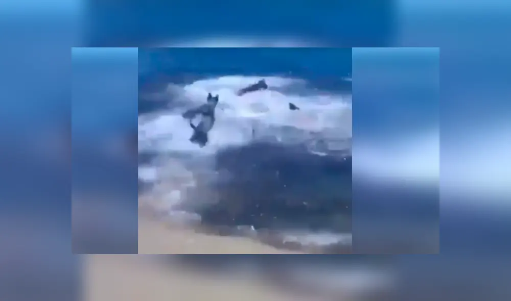Facebook viral: Feroz tiburón ataca a perro y sus amigos van a su rescate 