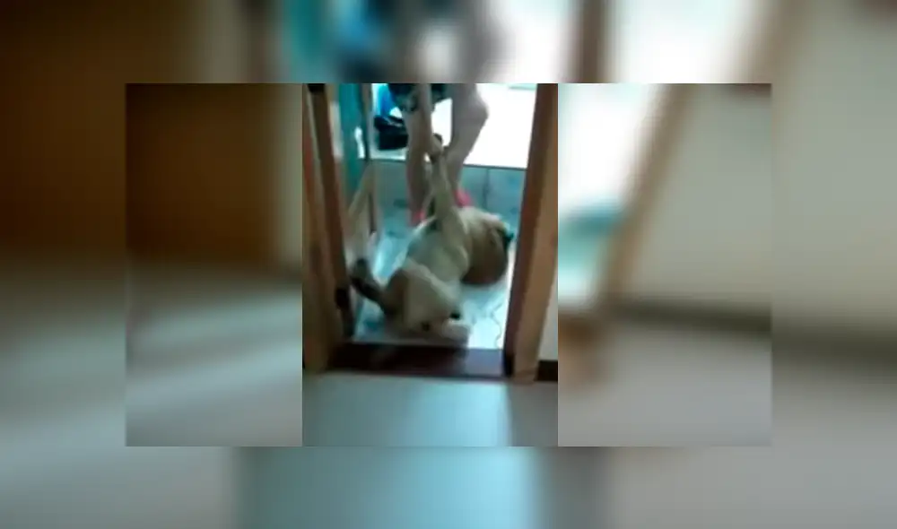 Video es viral en Facebook. Este perro ‘actor’ odia que lo bañen y cuando su dueña le dijo que ya le tocaba asearse no tuvo mejor idea que fingir su propia muerte. Foto: Captura. Video es viral en Facebook. Este perro ‘actor’ odia que lo bañen y cuando su dueña le dijo que ya le tocaba asearse no tuvo mejor idea que fingir su propia muerte. Foto: Captura.