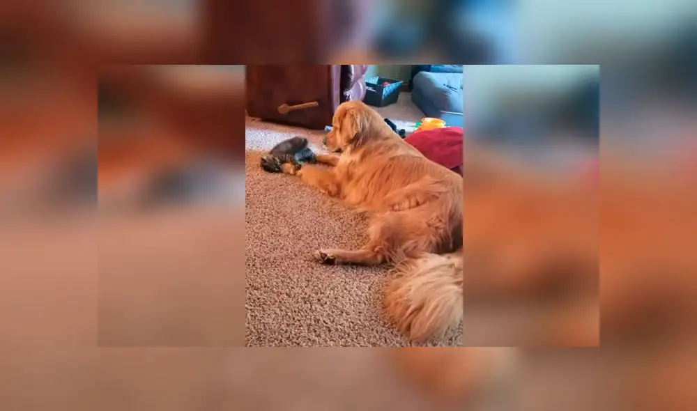 Desliza las imágenes para ver la tierna escena que protagonizó un pequeño gato y un perro cuando nadie los podía ver. Foto: ViralHog