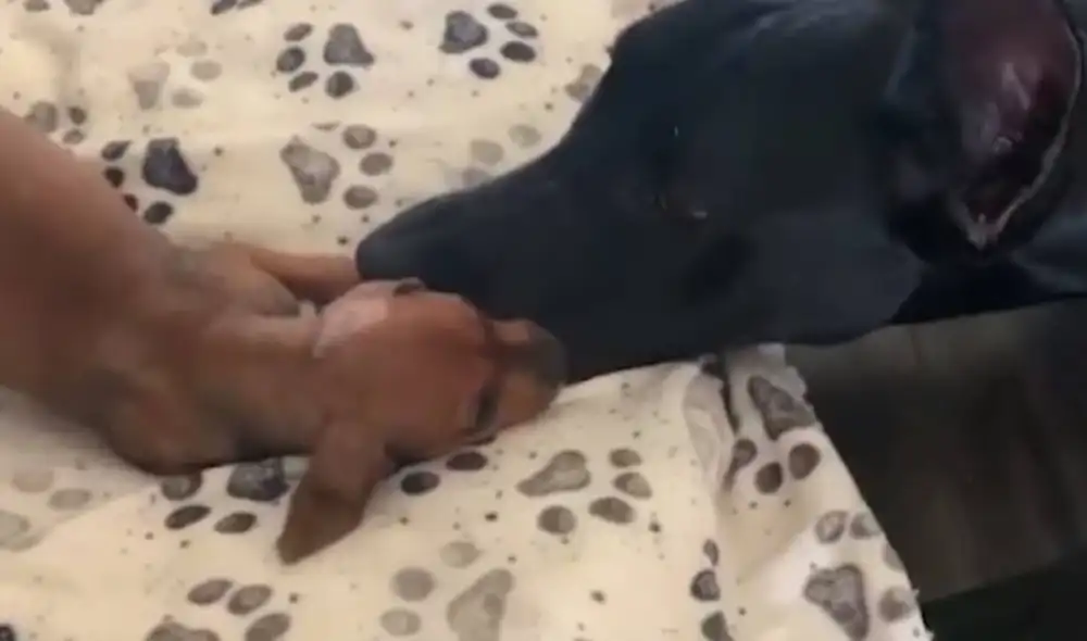 Luna y Zeus se convirtieron en mejores amigos en la guardería. Foto: Captura/Facebook