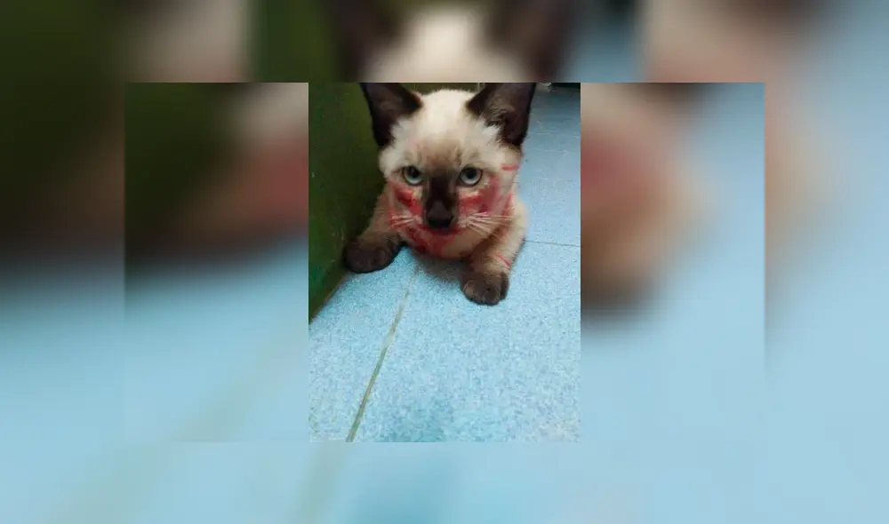 Desliza las imágenes para conocer la travesura que cometió un gato en un momento de distracción de su dueña. Foto: Adriana Paz. Desliza las imágenes para conocer la travesura que cometió un gato en un momento de distracción de su dueña. Foto: Adriana Paz.