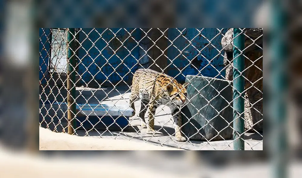 ayuda. Pide apoyo para alimentar a animales en albergues. ayuda. Pide apoyo para alimentar a animales en albergues.