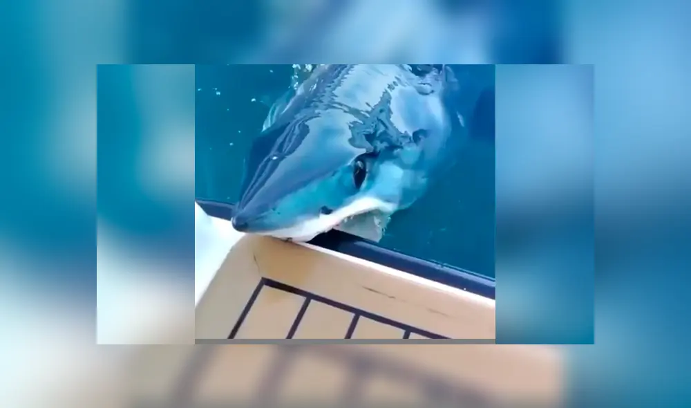 Pescadores grabaron el momento en que gigantesco tiburón emergió del océano. Pescadores grabaron el momento en que gigantesco tiburón emergió del océano.