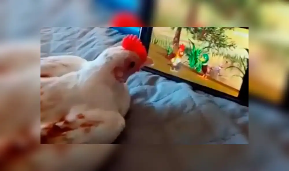 Facebook viral: Ingresa al cuarto de su hijo y lo pilla viendo caricaturas con su gallina [VIDEO]