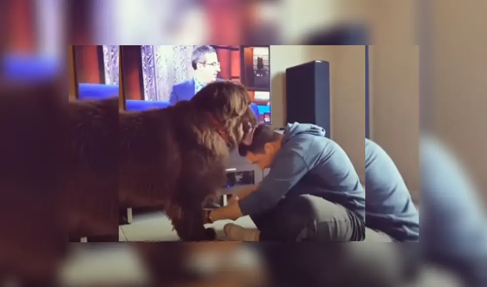 Video es viral en Facebook. Mujer grabó la tierna escena que protagonizó su mascota mientras su esposo lo aseaba en la sala de su casa.