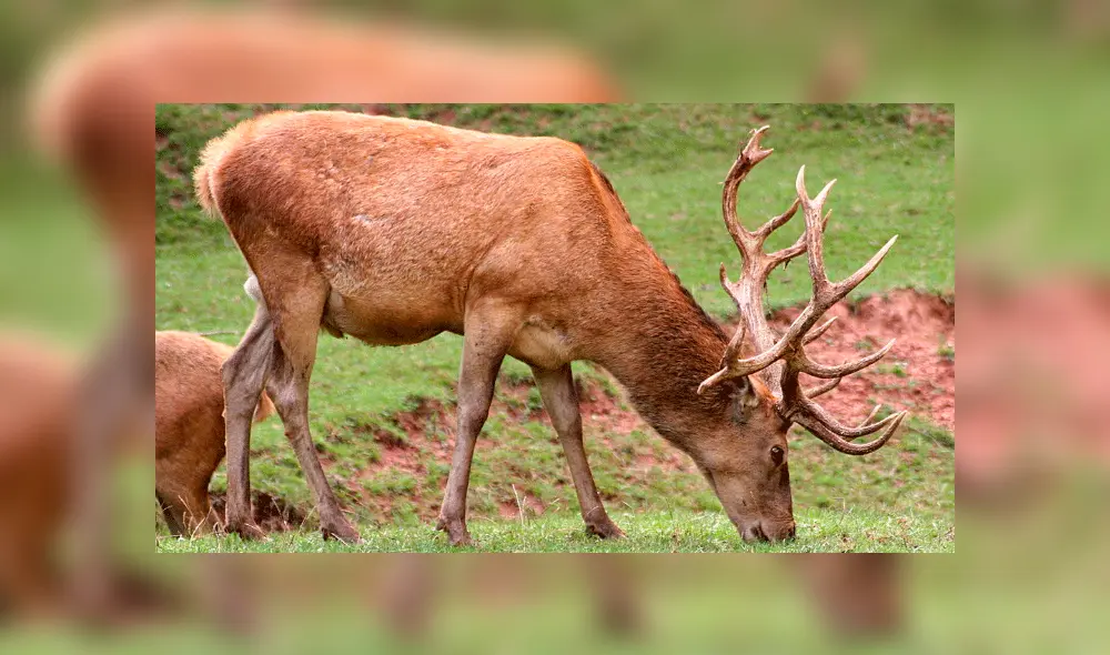 De cazador a cazado: Un hombre dispara a un ciervo, pero este ‘resucita’ y lo mata [FOTOS]