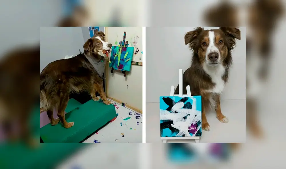 Desliza las imágenes hacia la izquierda para observar las increíbles habilidades de un perro en el arte. Foto: Caters Clips. Desliza las imágenes hacia la izquierda para observar las increíbles habilidades de un perro en el arte. Foto: Caters Clips.