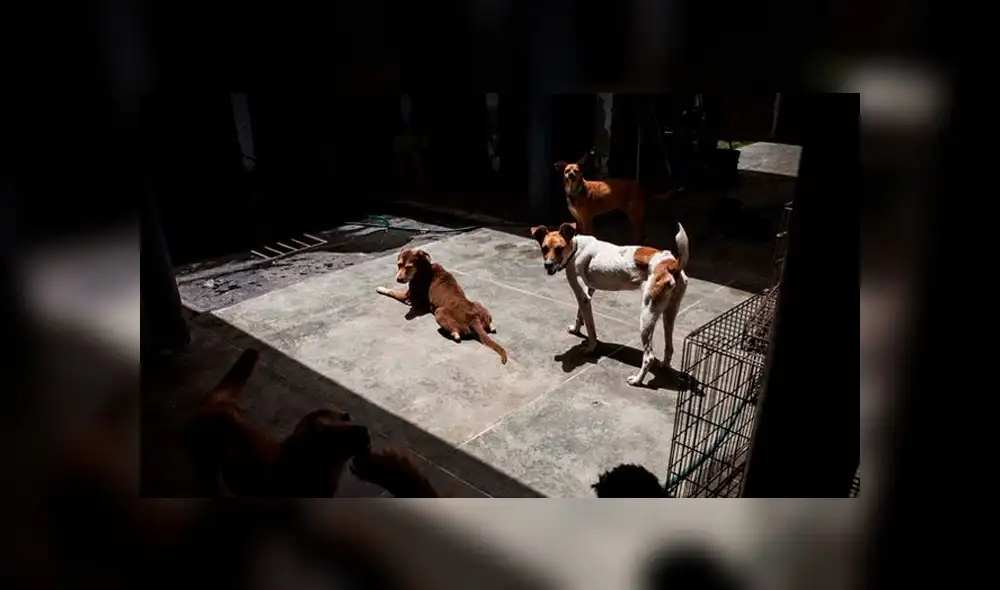 Mascotas en Venezuela