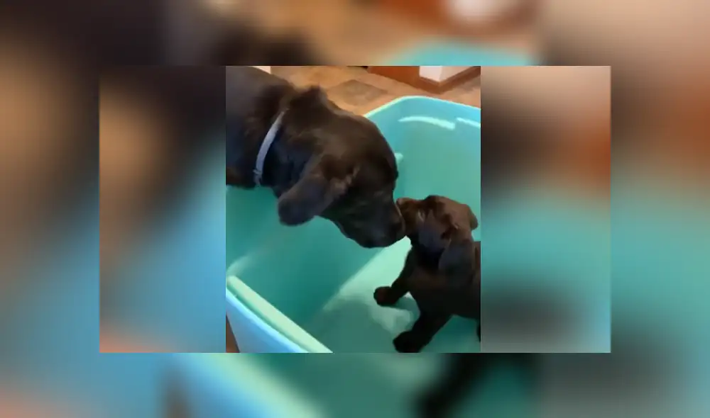 A través de YouTube se ha vuelto viral el momento en que un perro conoce a la nueva mascota que adoptó su familia.