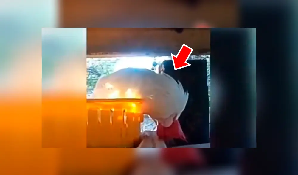 Facebook viral: Gallo se queda dormido y dueño aprovecha para vengarse de cruel forma [VIDEO] 