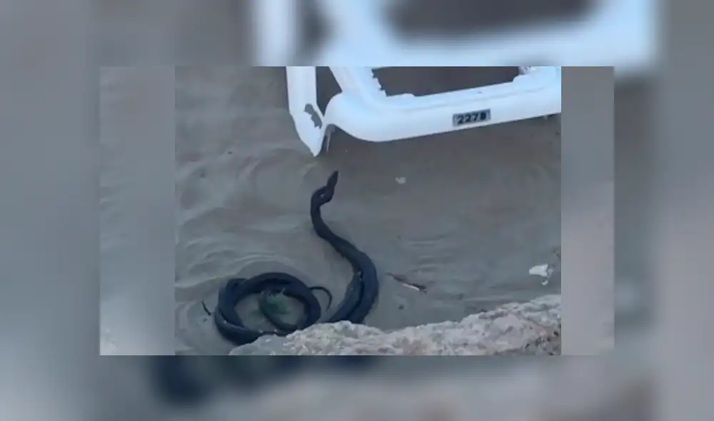 YouTube viral: misteriosas criaturas negras surgen de enormes rocas y aterran a turistas [VIDEO]