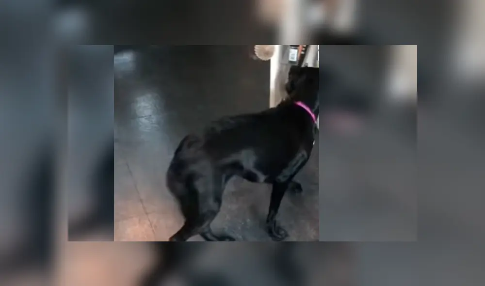 Astuto can sorprendió a miles de usuarios en Facebook, quienes quedaron maravillados con su increíble conducta Astuto can sorprendió a miles de usuarios en Facebook, quienes quedaron maravillados con su increíble conducta