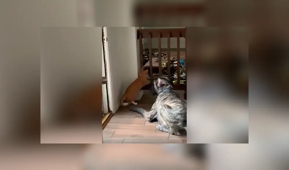 Desliza las imágenes para observar la dura lección que dio un gato para detener la molestia de un perro.