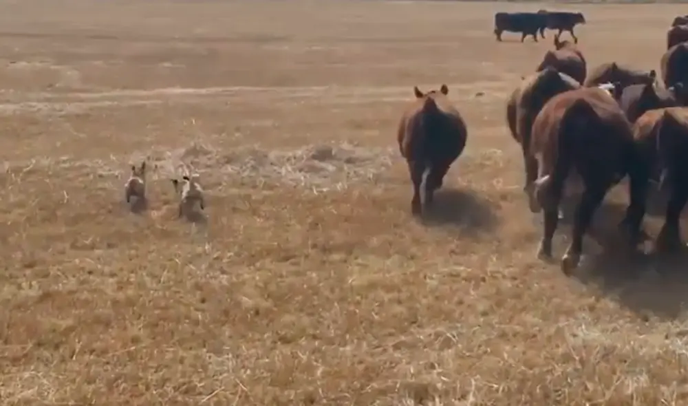 Ambos canes imitaron a unos border collie, conocidos por ser perros pastores. Foto: Sara Jena Wedel / Carter Clips / YouTube