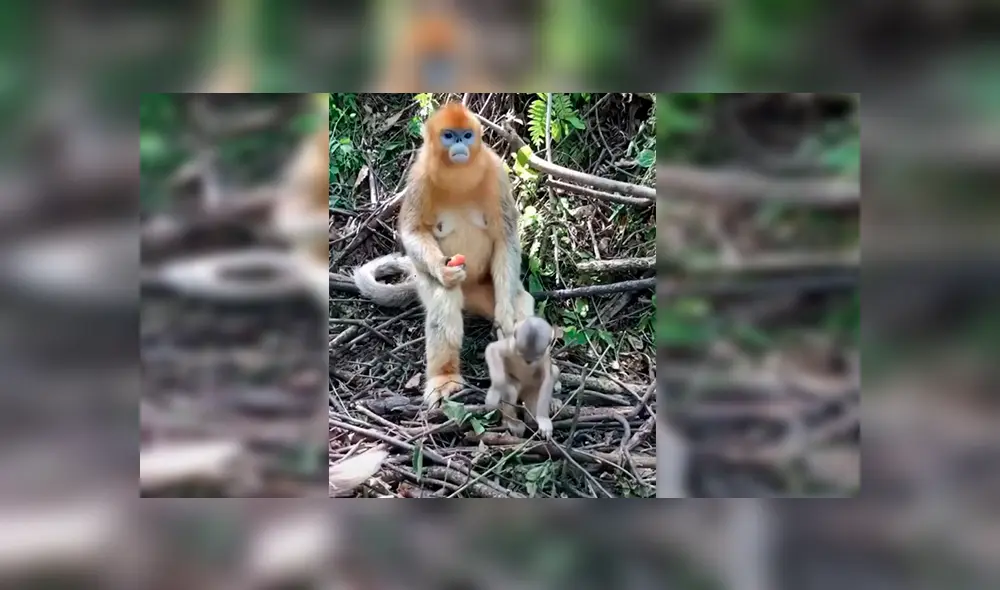 En Facebook, una mamá mona no quería que su bebé se escape por la peligrosa selva y realizó un truco.