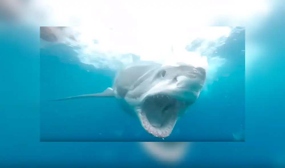 Un video viral de YouTube registró el aterrador turismo de buceo que realizó un hombre al toparse ‘cara a cara’ con un feroz tiburón blanco en las profundidades marítimas. Un video viral de YouTube registró el aterrador turismo de buceo que realizó un hombre al toparse ‘cara a cara’ con un feroz tiburón blanco en las profundidades marítimas.