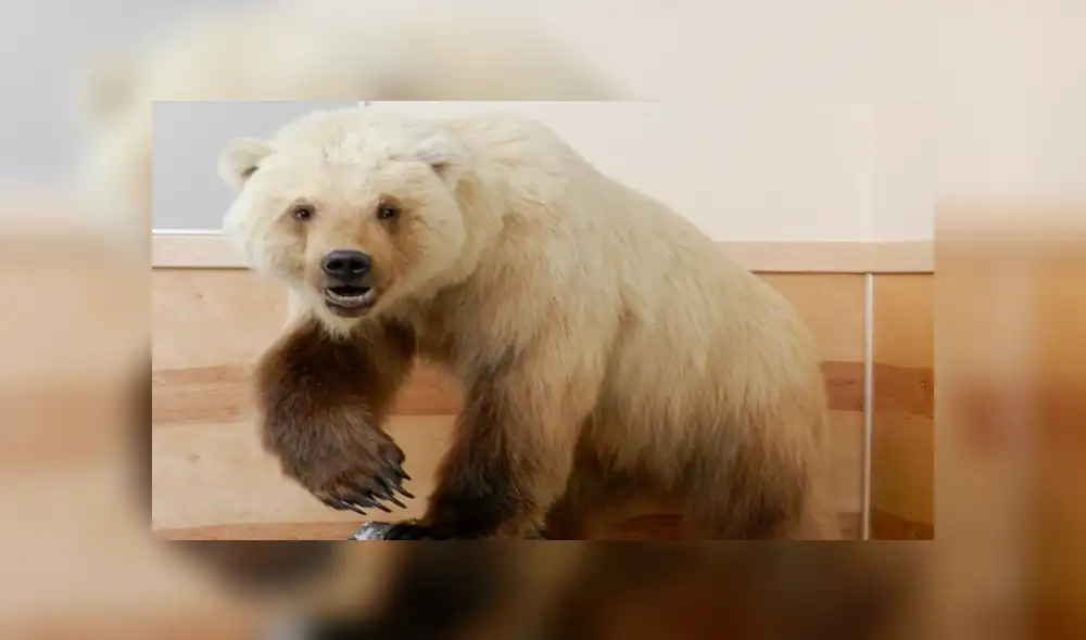 Desliza para ver fotos del oso grolar que sorprendió a todos en Facebook. Foto: Captura.