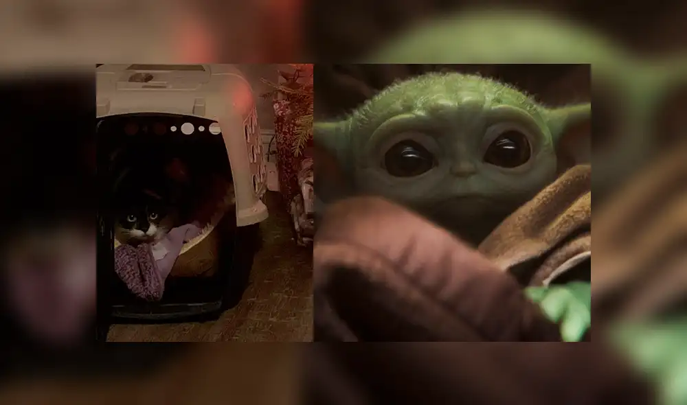 Baby Yoda Cat