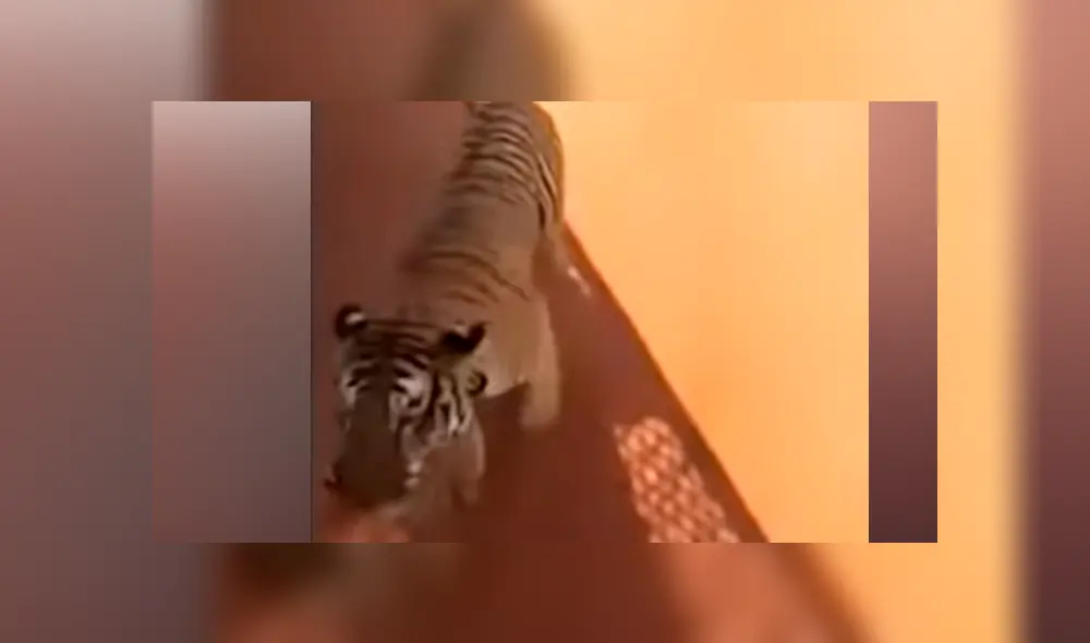 Desliza hacia la izquierda para ver la reacción de un enfurecido tigre que se volvió viral en Facebook.