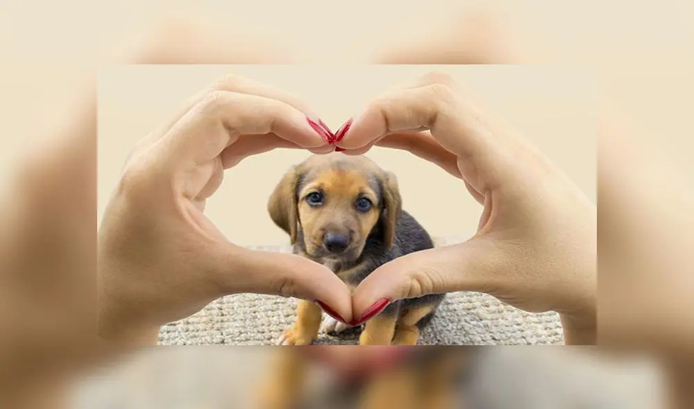 Esta fecha no solo sirve para conmemorar al mejor amigo del hombre, sino para evidenciar el existente maltrato animal. (Foto: Ganar-Ganar MX)