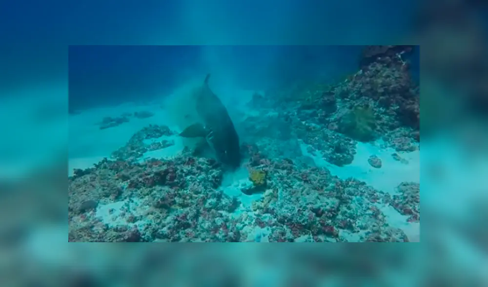 Desliza las imágenes hacia la izquierda para observar el salvaje ataque de un tiburón al toparse con un pulpo.