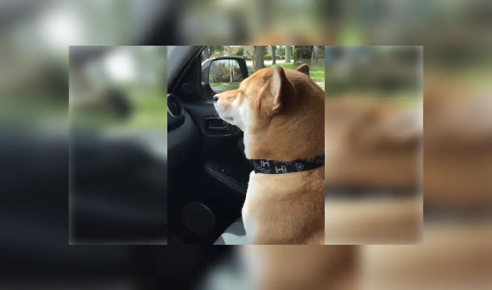 Desliza hacia la izquierda para ver más fotos del curioso 'baile' de este perro que ya es viral en TikTok. Desliza hacia la izquierda para ver más fotos del curioso 'baile' de este perro que ya es viral en TikTok.