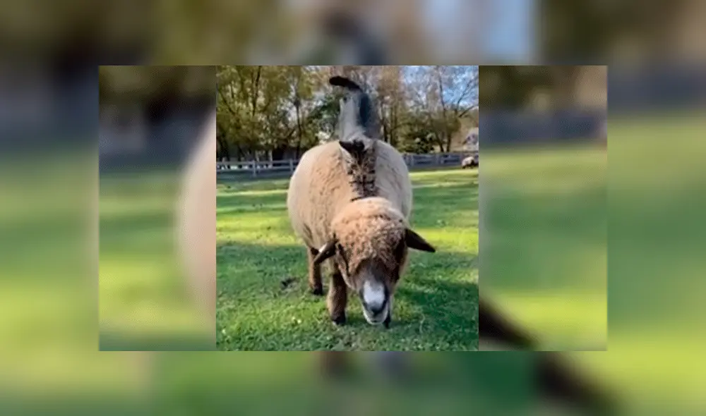 Gato de Estados Unidos Gato de Estados Unidos