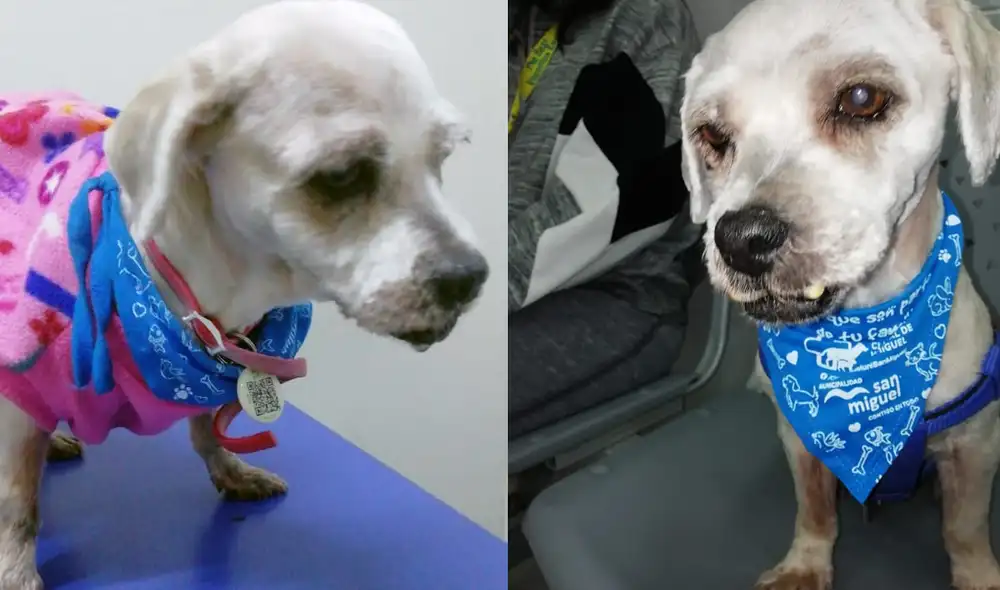 En caso estén interesados en brindarle un hogar, comunicarse con Walter López al siguiente número 966 389 828.