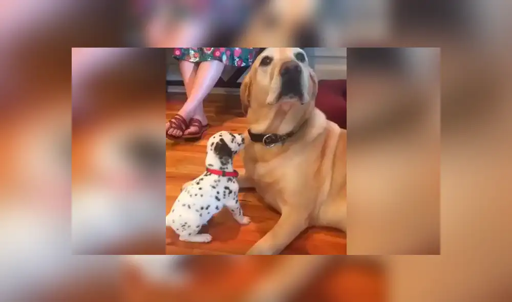 Desliza las imágenes para conocer el comportamiento de un perro al estar junto a la nueva mascota de su dueño. Desliza las imágenes para conocer el comportamiento de un perro al estar junto a la nueva mascota de su dueño.