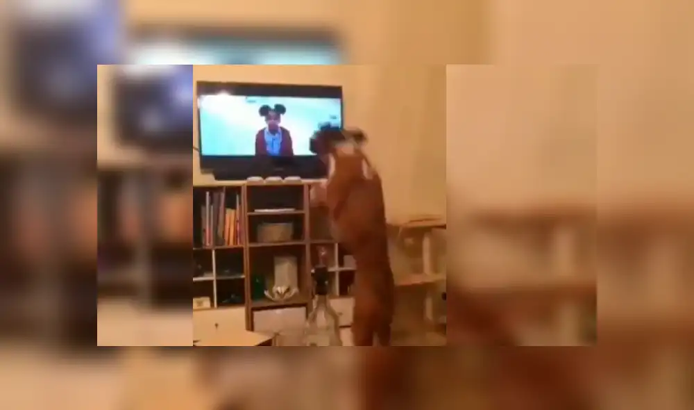 Video es viral en YouTube. El can protagonizó una divertida escena al ser captado imitando los grandes saltos del perro que aparece en la famosa cinta