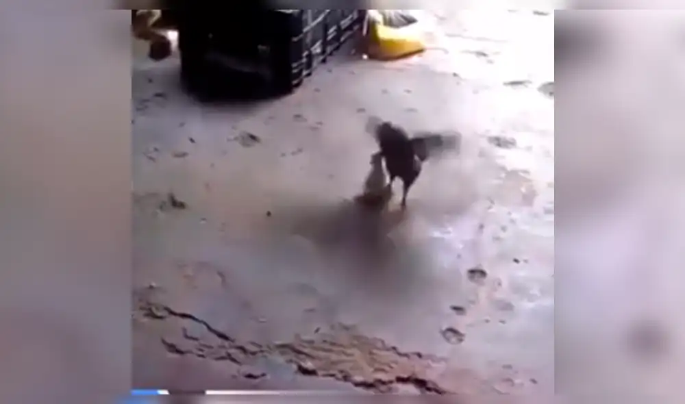 Facebook viral: gallo bravucón recibe fuerte 'golpiza' de estos pollitos [VIDEO]