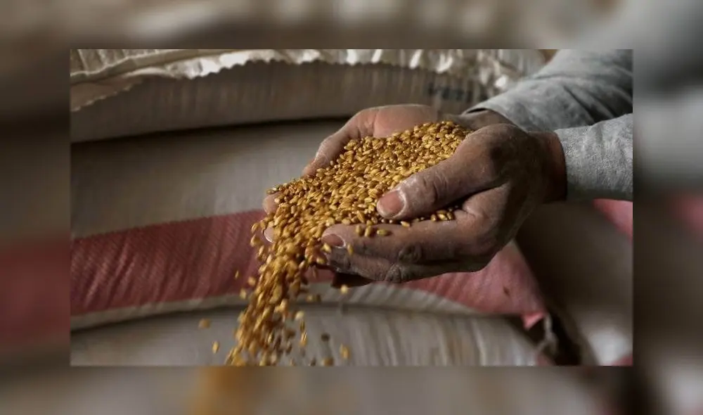 Alimentos, Maíz, Trigo Foto: EFE