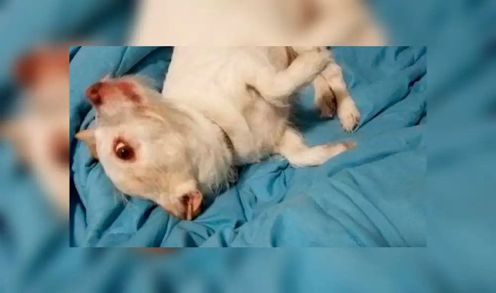 Desliza para ver la ilusión óptica que es viral en Facebook. Foto: Captura.