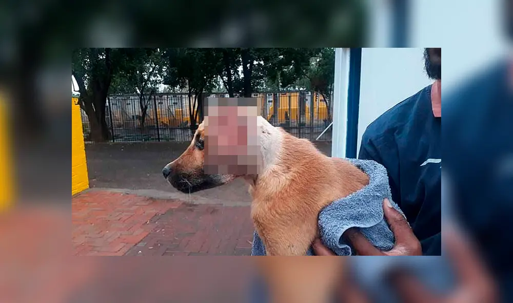 Brody, el perro que sobrevivió a brutal detonación de pirotécnicos que le amputó la oreja [VIDEO] 