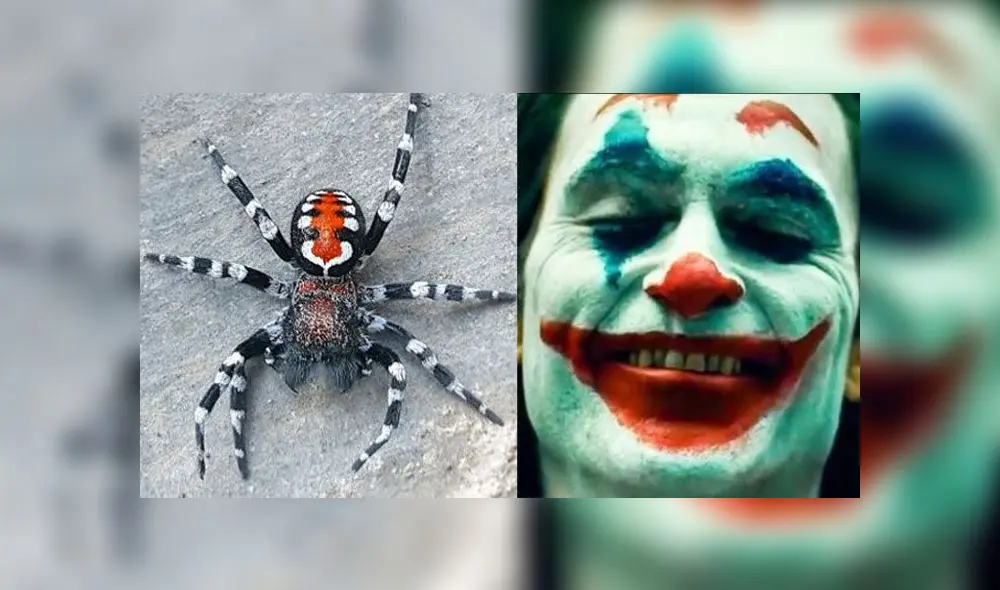 La nueva especie fue bautizada en honor al actor Joaquin Phoenix. Crédito: Noloofar/Difusión.