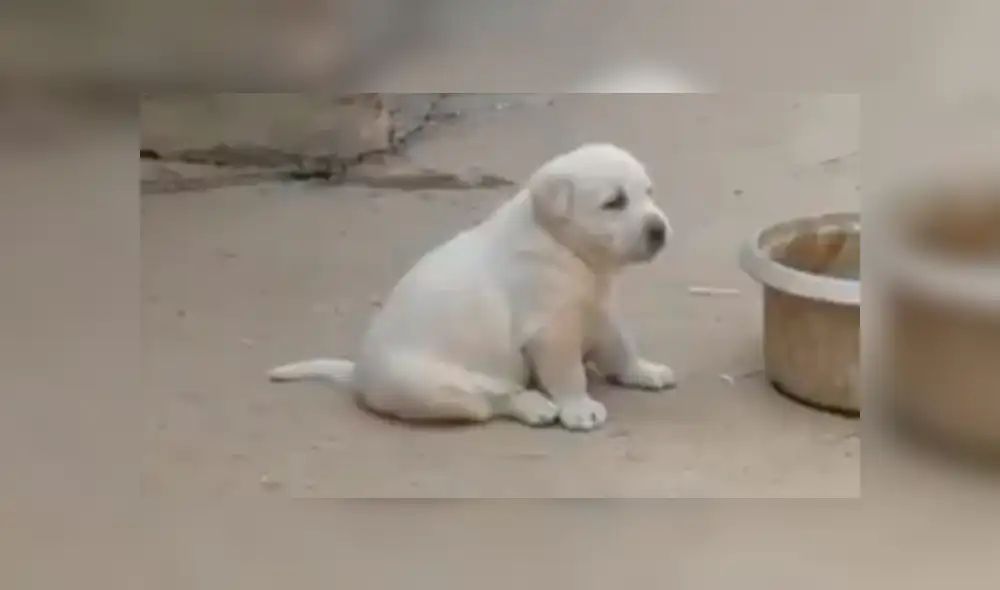 YouTube viral: perro aprende a cacarear como gallinas tras pasar semanas a su lado [VIDEO]