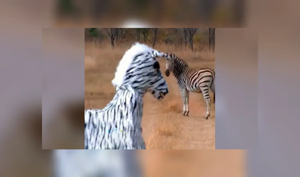 Facebook: arriesgados hombre se visten de cebra para asustar a los animales en África y ocurre lo peor [VIDEO]
