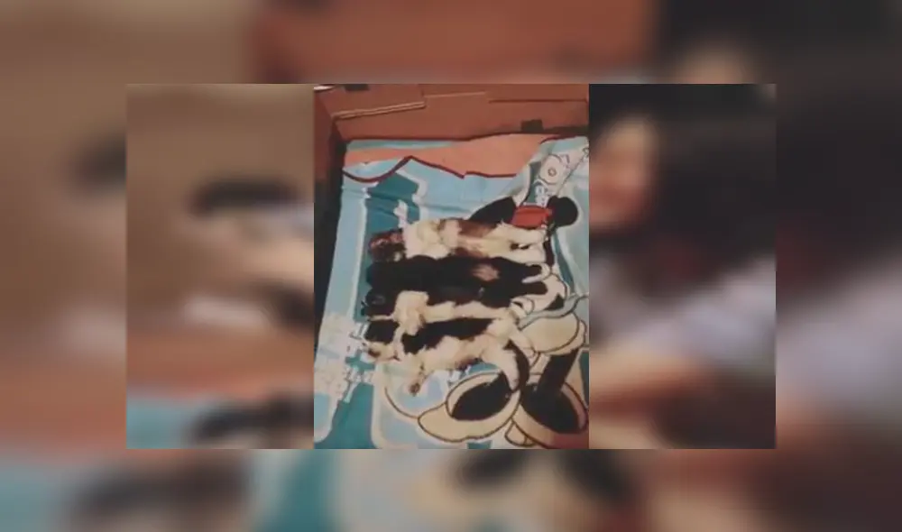 En Facebook, una joven aplicó un truco para hacer dormir a sus traviesos perros y asombró con el resultado.