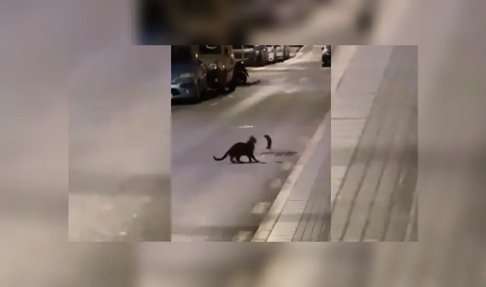Video es viral en Facebook. Jóvenes se percataron del curioso incidente entre el felino y el roedor y los grabaron desde la ventana de su casa.